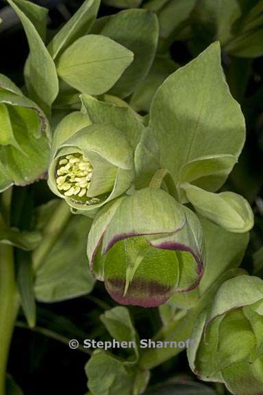 helleborus foetidus 1 graphic